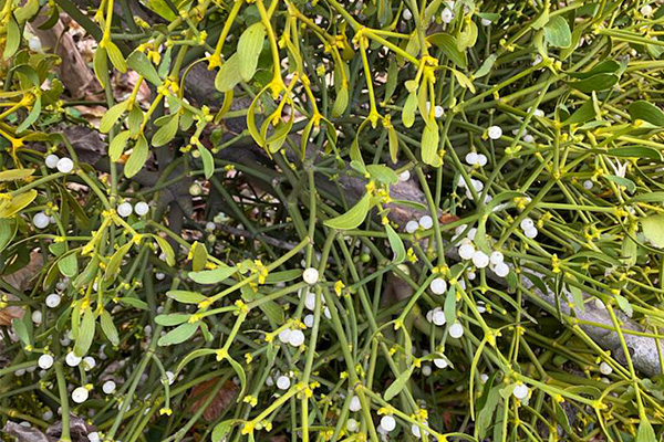 Мастер-класс: «Магическое травничество»